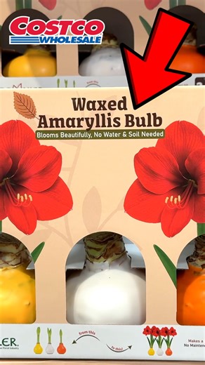 🏃‍♂️ Run to Costco for these Amaryllis Bulbs! #costco #costcofinds #deals #shopping | The Deal Guy