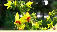 【Appreciation of Flowers 101】Koelreuteria bipinnata