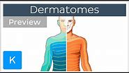 Dermatomes made easy (preview) - Human Anatomy | Kenhub