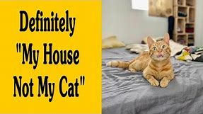 The Best ‘My House, Not My Cat’ Moments That Have Ever Happened To Humans - Part 3