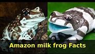 Amazon milk frog - facts | Also known as Mission Golden eyed tree frog