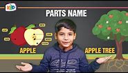 Parts Name of an Apple and Apple Tree for Kids
