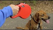 Flexi Dog Leashes | Chewy