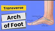 Transverse Arch of Foot