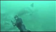 Diver lucky to escape great white shark attack