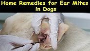 Home Remedies for Ear Mites in Dogs ~ Ear Mites in Dogs Natural Treatment