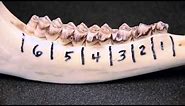White-tailed Deer Jawbone Aging: Part 1 -- Tooth Replacement
