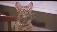 The Cat From Outer Space (1978) - Jake levitates Frank (extended clip)
