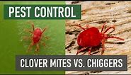 What’s the Difference Between Chiggers and Clover Mites?
