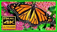 The Best Relaxing Garden in 4K - Butterflies, Birds and Flowers🌻🐦 2 hours - 4K UHD Screensaver