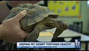 How to keep desert tortoises healthy: The Do's and Don'ts when it comes to having them as pets