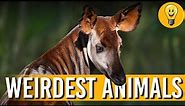 61 Of The WEIRDEST Animals You Never Knew Existed! | Mind-Blowing Animal Facts 2023