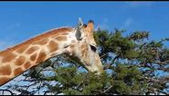 Giraffe feeding on Acacia Tree - Filmed by Greg Morgan