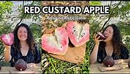 Opening Red Custard Apple