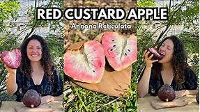 Opening Red Custard Apple