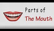 Basic Mouth Anatomy | Learn English Vocabulary Parts Of Mouth Body Parts | Human Body Parts |