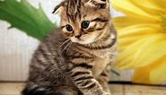 Animal Planet : Cats 101 ~ Scottish Fold