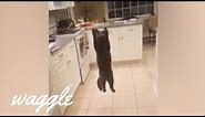 Flying Cats | Funny Pet Compilation
