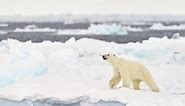 The Polar Bear, Climate Change’s Poster Child, Ignites Controversy