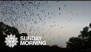 Nature: Bat swarm