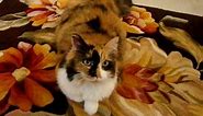 Mali the long-haired calico cat on her favorite rug