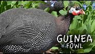 Guinea Fowl Sound the Alarm