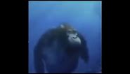 MONKEY UNDERWATER MEME