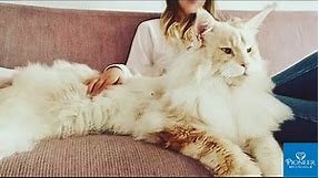 Largest House Cats Worldwide | Biggest Cat Breeds In The World | Oversized Domestic Feline Species