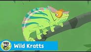 WILD KRATTS | Chameleon Camouflage | PBS KIDS