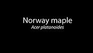 Acer platanoides - Norway maple