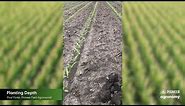 Corn Planting Depth: 5 Reasons Why it’s Important