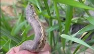 Western Terrestrial Garter Snake in Steamboat Springs Colorado