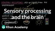 Sensory processing and the brain | Cells and organisms | Middle school biology | Khan Academy