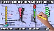 Cell Adhesion Molecules | Structure and Types
