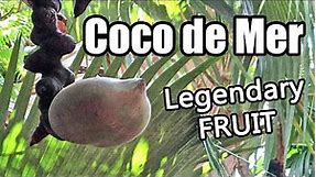 COCO DE MER : My Hunt for the Tree of Knowledge (Part 1 of 5) - Weird Fruit Explorer Ep. 400