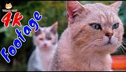 4K Quality Animal Footage - Cats and Kittens Beautiful Scenes Episode 17 | Viral Cat