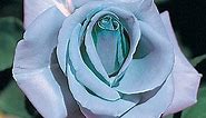 Blue Girl Hybrid Tea Rose  | Gurney's Seed & Nursery Co.