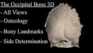 The Occipital Bone Anatomy 3D, Parts, Landmarks and Explanation.