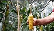 Growing Organic Sweet Corn in a Greenhouse, 1st reveal.