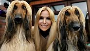 THE AFGHAN HOUND - The World's Most Glamorous Dog
