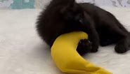 Adorable kitten playing with a catnip banana