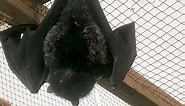 Birth of world's rarest fruit bat caught on Jersey Zoo camera