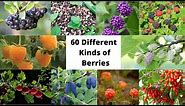 60 Different Kinds of Berries