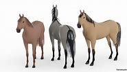 Dun Horses - All You Need To Know To Identify One