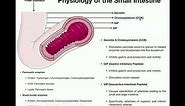 Anatomy and Physiology of the Small Intestine