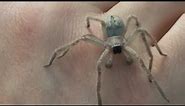 Grabbing a Huntsman Spider