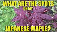 What Is Causing Spots On The Leaves Of Your Japanese Maples? - Gardening 101