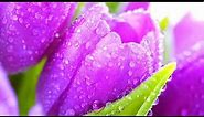 Purple Flowers Most Beautiful Wallpapers Images For Mobile Phone @Nature Beautiful Wallpapers