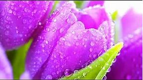 Purple Flowers Most Beautiful Wallpapers Images For Mobile Phone @Nature Beautiful Wallpapers