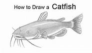 How to Draw a Catfish